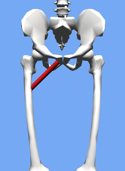 An image of the adductor brevis muscle attaching the pelvis to the femur.
