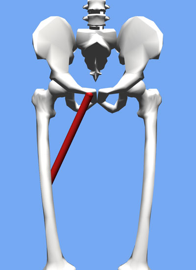 An image of the adductor longus muscle on an OpenSim model.