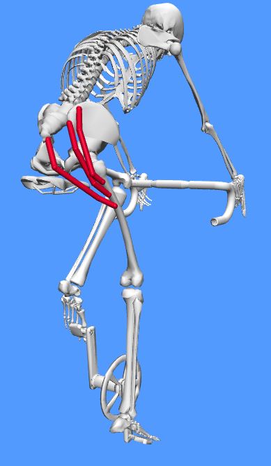 An image of an OpenSim model riding a bike with the gluteus maximus visible