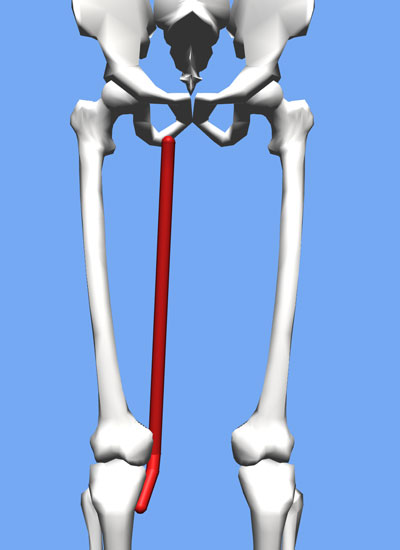 An image of the gracilis connecting below the knee