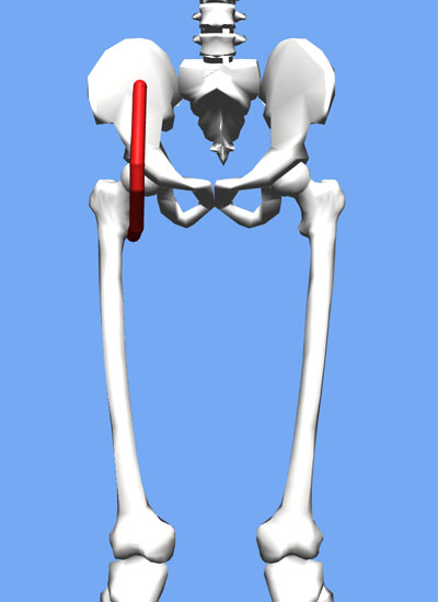 An image of the iliacus connecting the iliac crest to the femur.