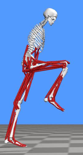 An image of an OpenSim model standing with its knee up to its chest
