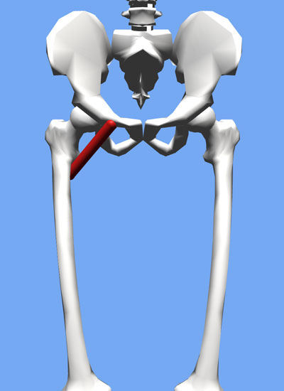An image of the pectineus muscle attaching the pelvis to the femur.