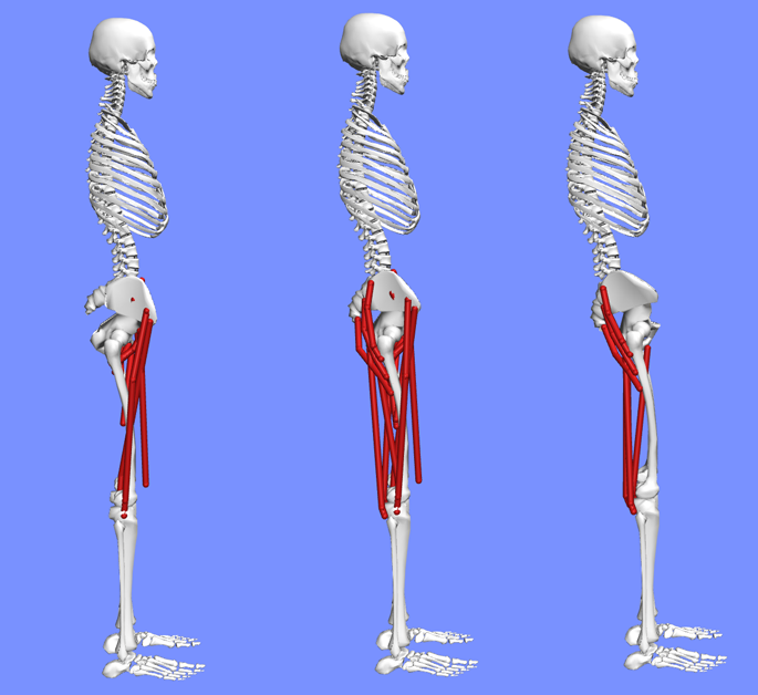An image of three OpenSim models with different pelvis tilts.