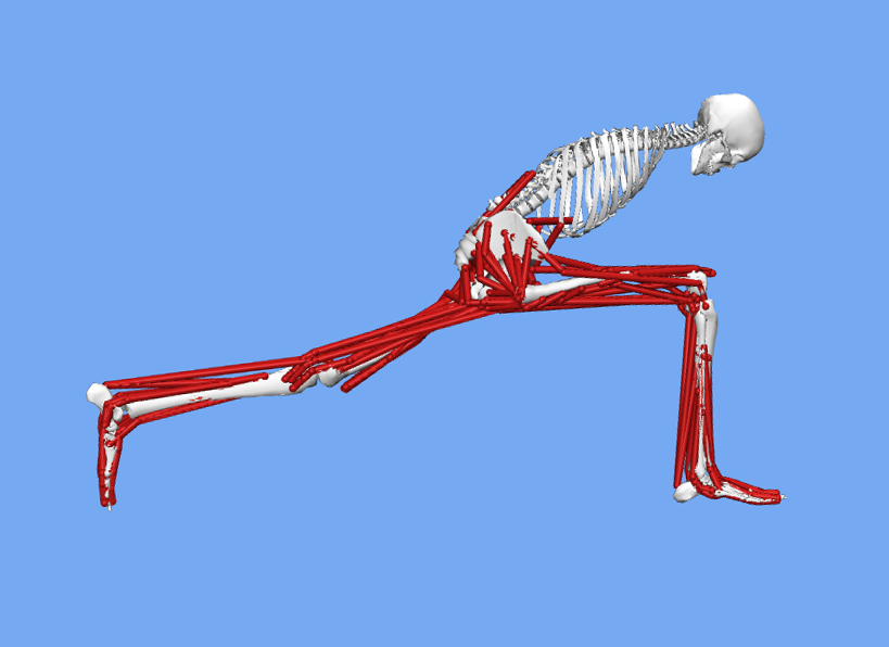 An image of an OpenSim model in a runner's lunge stretch