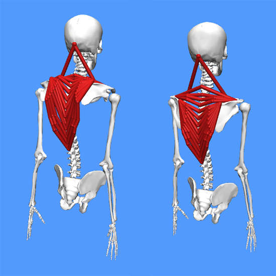 An image of two OpenSim models, one with postural issues with the back muscles highlighted